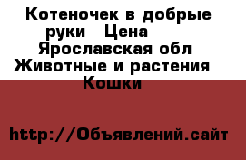 Котеночек в добрые руки › Цена ­ 10 - Ярославская обл. Животные и растения » Кошки   
